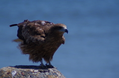 鳶 (2)