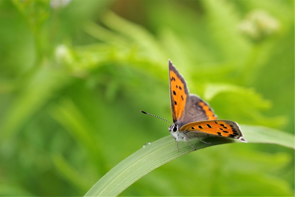 昨日のベニシジミ (1)