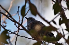 昨日のヒヨドリ (1)