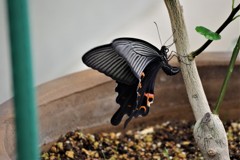 昨日のクロアゲハ (3)