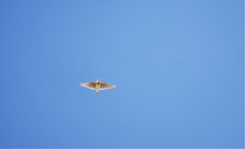 青空と (1)