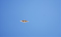 青空と (1)
