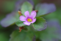 バコパ・コピア