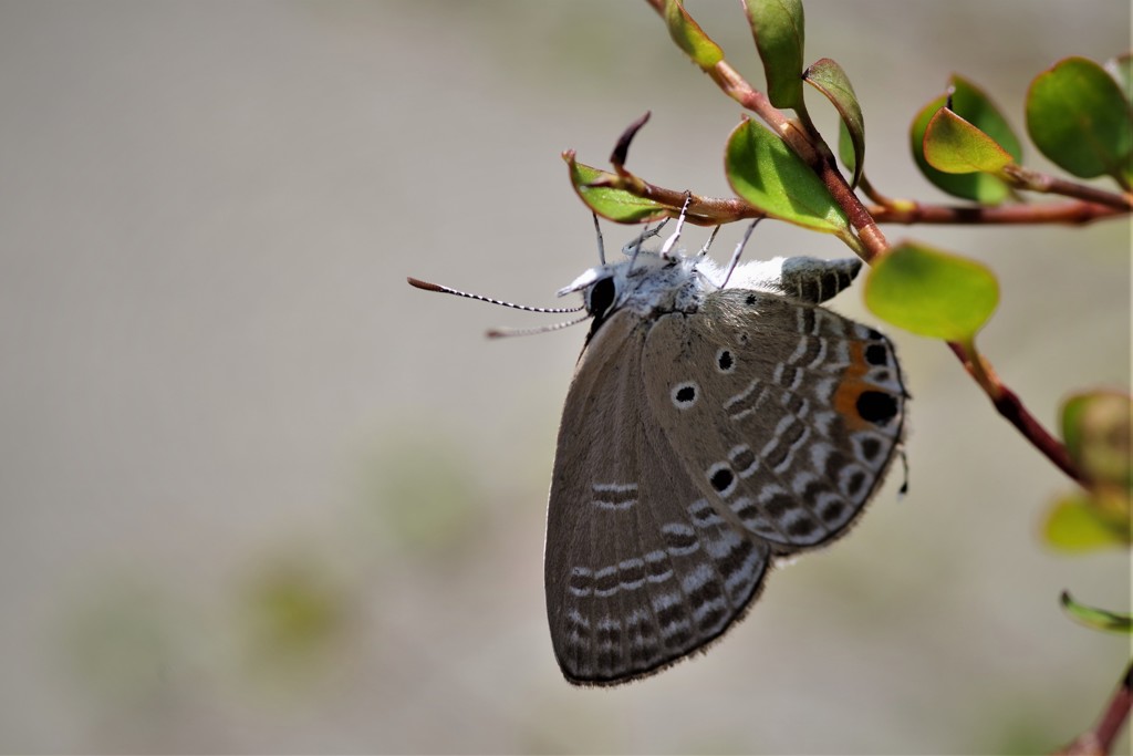 昨日のシジミチョウ (2)