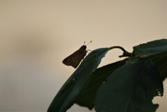 昨日の蝶 (2)