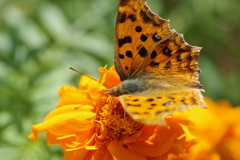 昨日のツマグロ