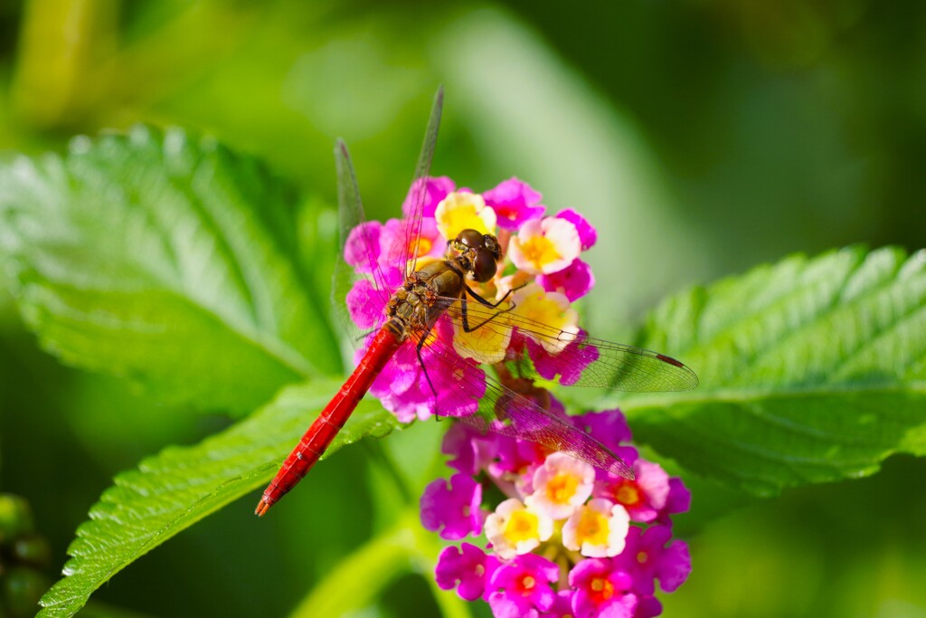 ランタナと赤トンボ