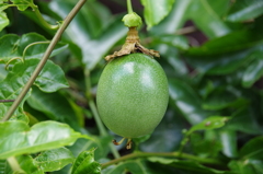 パッションフルーツの実