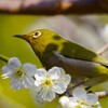 昨日のメジロ (7)
