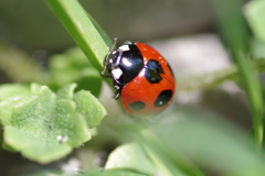 ナナホシテントウ