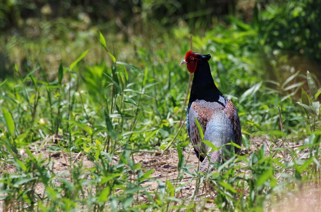 昨日のキジ君 (1)