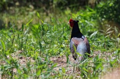 昨日のキジ君 (1)