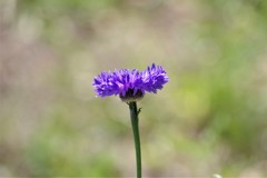 近所にて・・・。