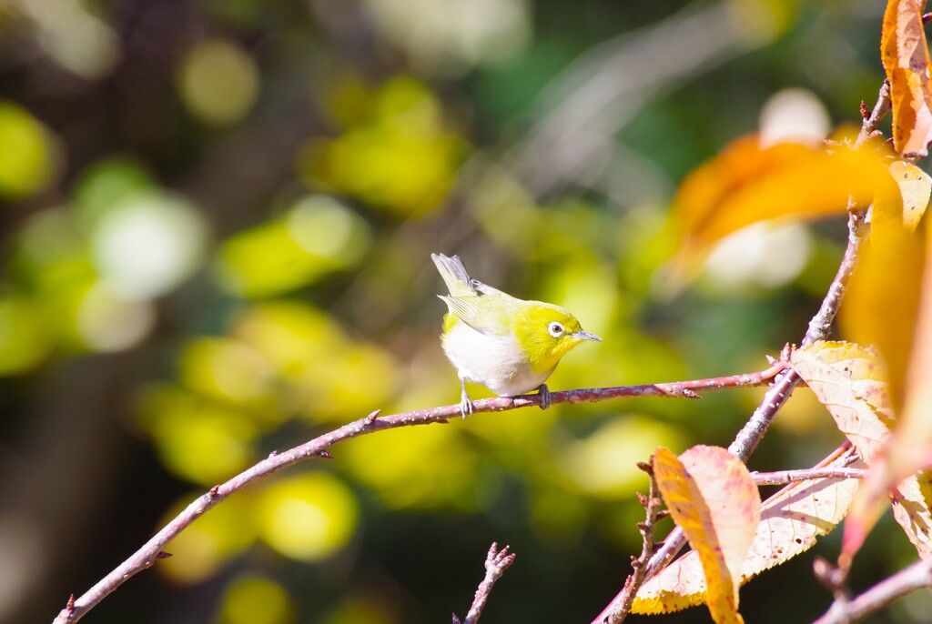 昨日の野鳥 (1)