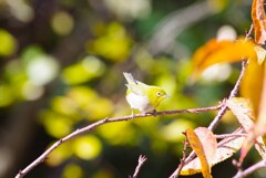 昨日の野鳥 (1)