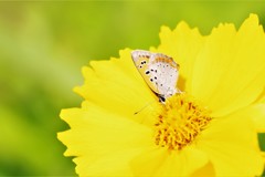 昨日のベニシジミ (3)