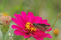 昨日のセセリ (2)