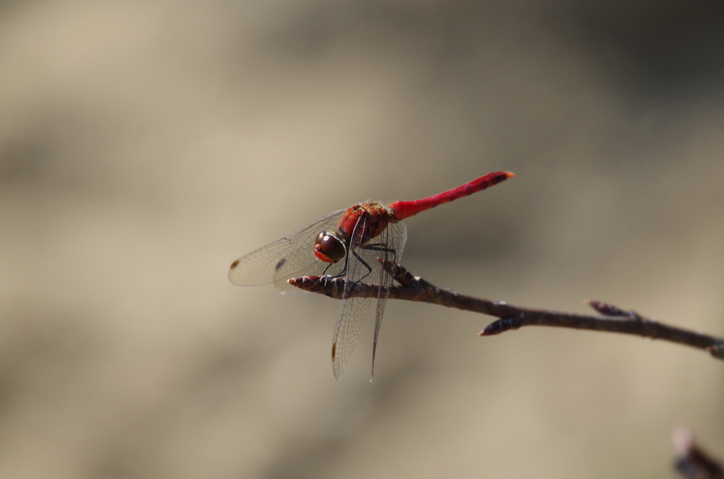 今日の赤トンボ
