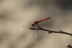 今日の赤トンボ