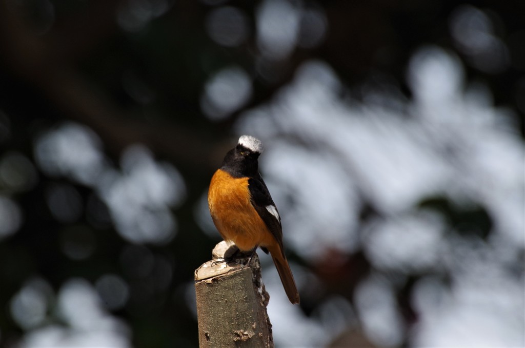 昨日のジョビ君 (2)