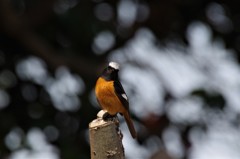 昨日のジョビ君 (2)