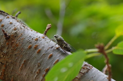 ツクツクボウシ