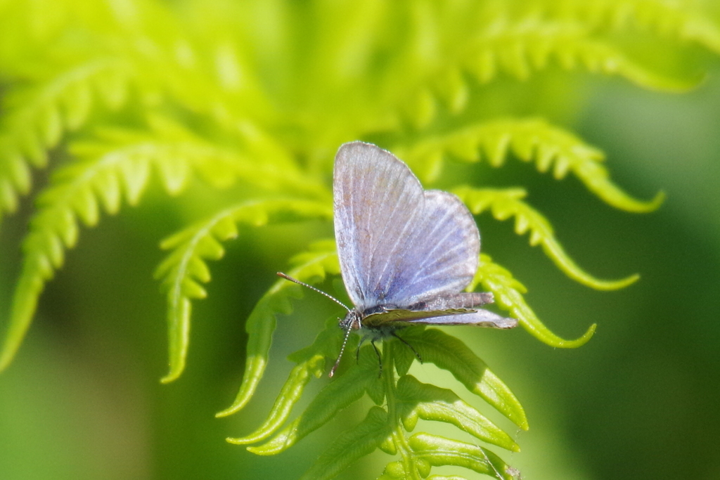 今日のヤマトシジミ