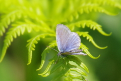 今日のヤマトシジミ