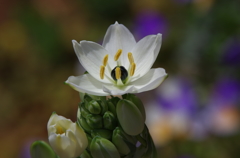 やっと咲いてくれました