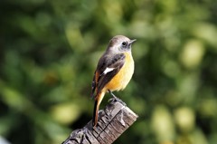 3日のジョビ君 (1)