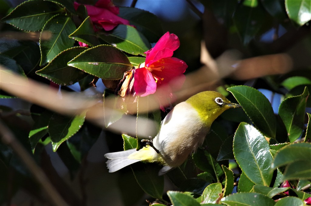 昨日のメジロ (1)