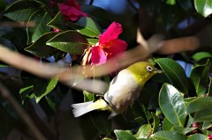 昨日のメジロ (1)