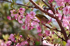桜とメジロ (4)