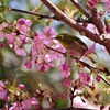 桜とメジロ (4)