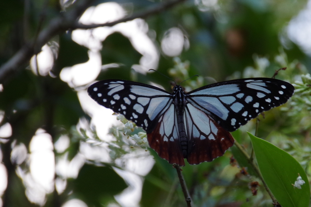 アサギマダラ (1)