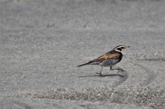 ツグミちゃん (2)