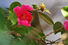 昨日のメジロ (2)