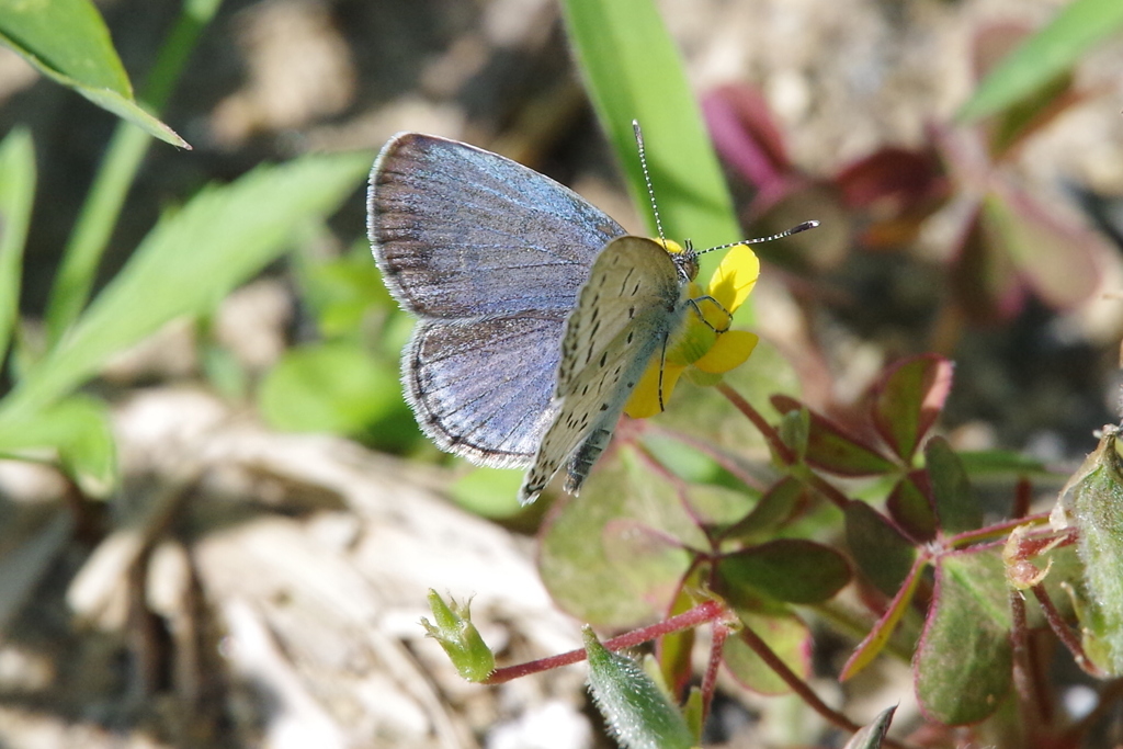 昨日のシジミチョウ (2)