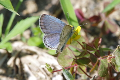 昨日のシジミチョウ (2)