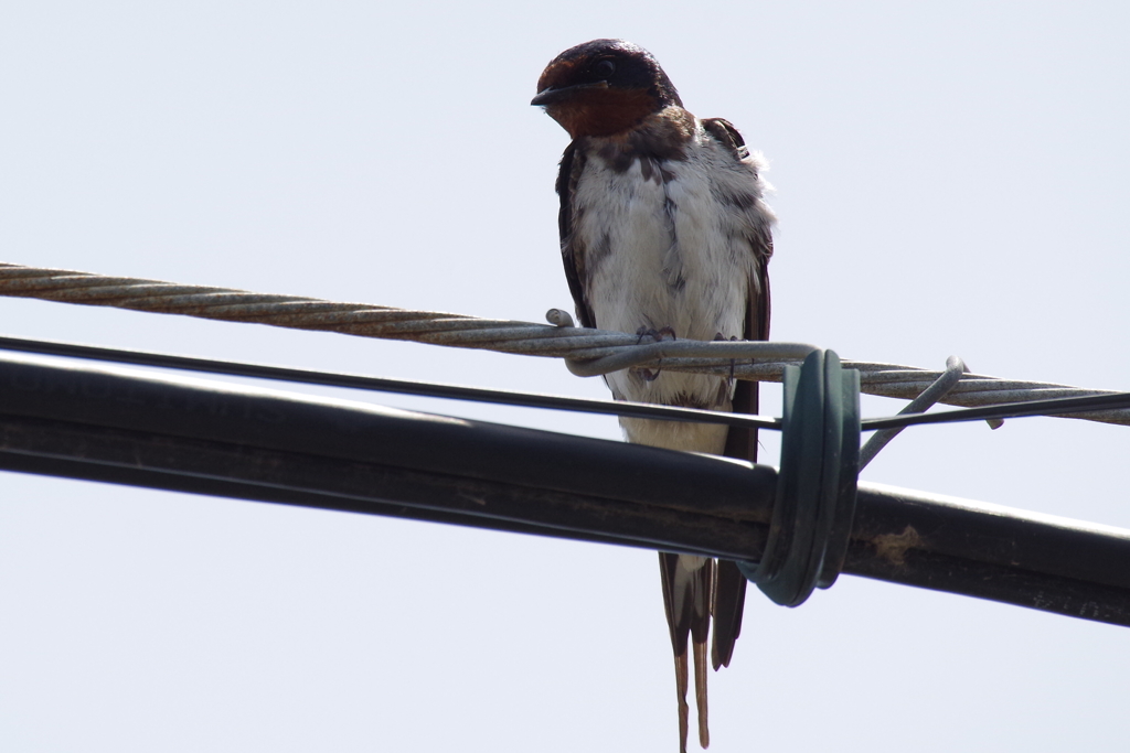 ツバメちゃん (1)