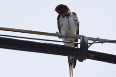 ツバメちゃん (1)