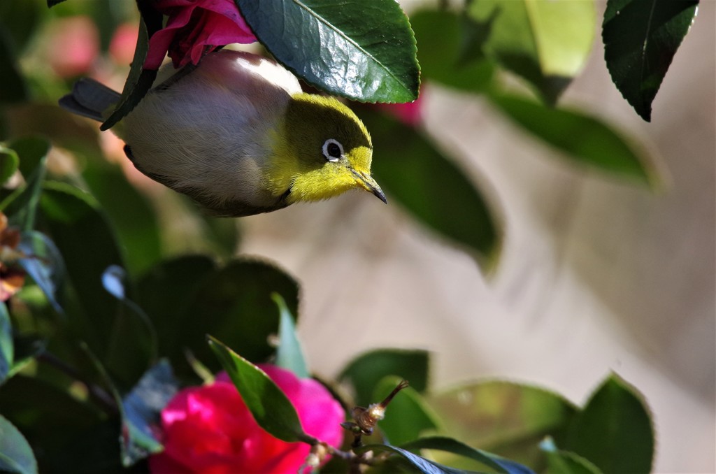 昨日のメジロ (1)