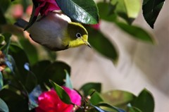 昨日のメジロ (1) 昨日のメジロ (1)
