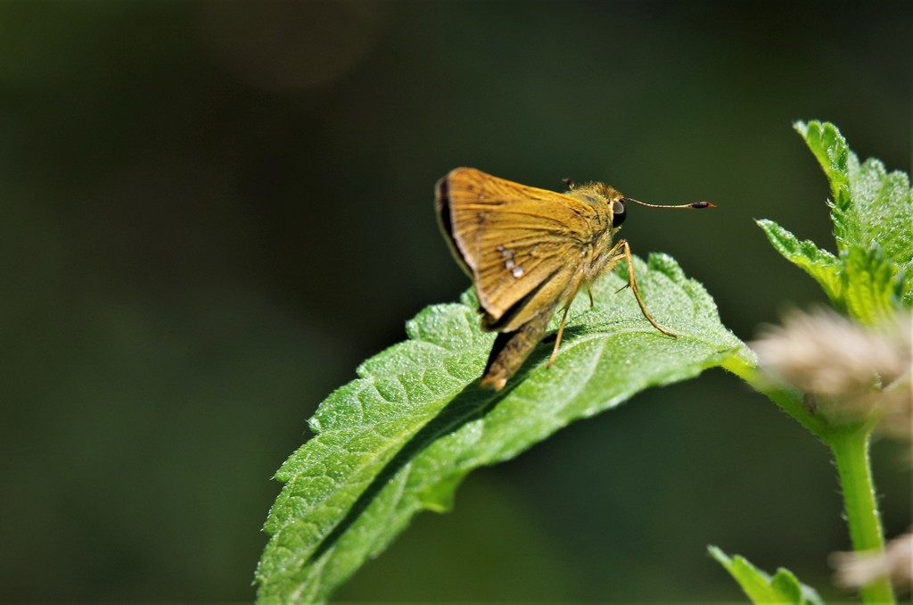昨日のセセリ (1)