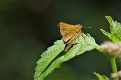 昨日のセセリ (1)