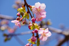 河津桜