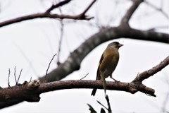 昨日の鳥