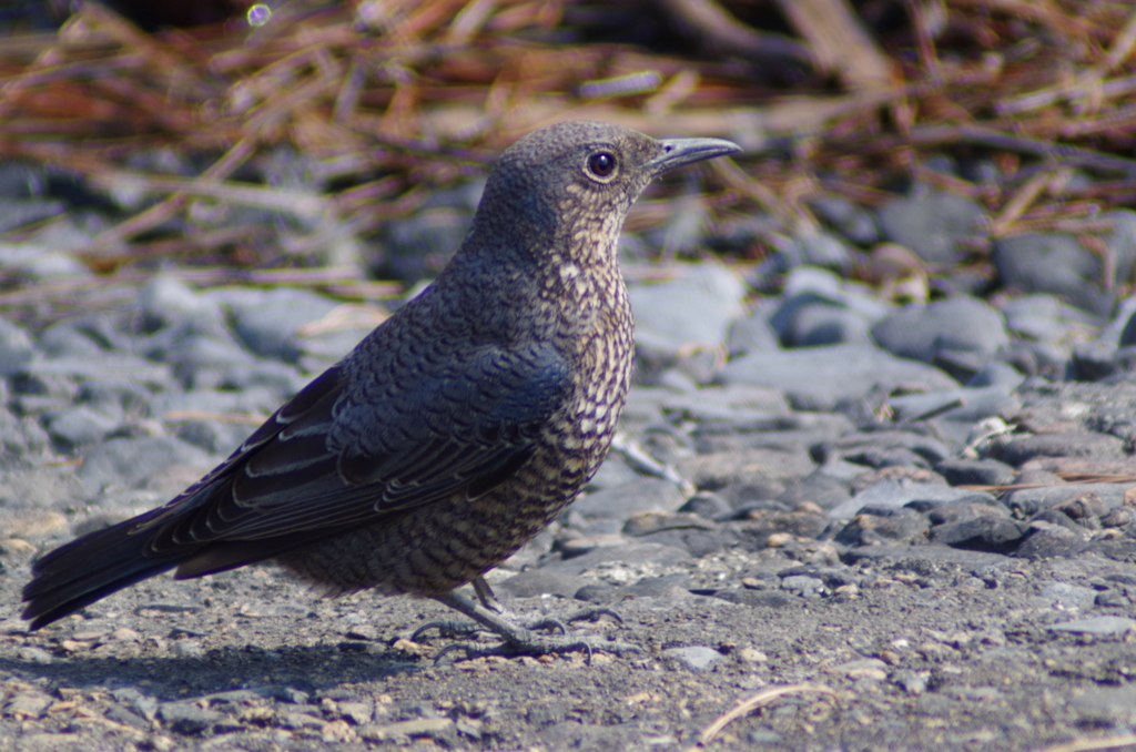 2016年2月28日 (7)