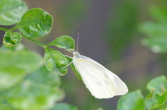 モンシロチョウ