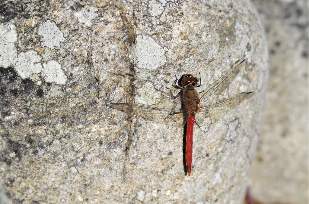 今日のトンボ　 (1)